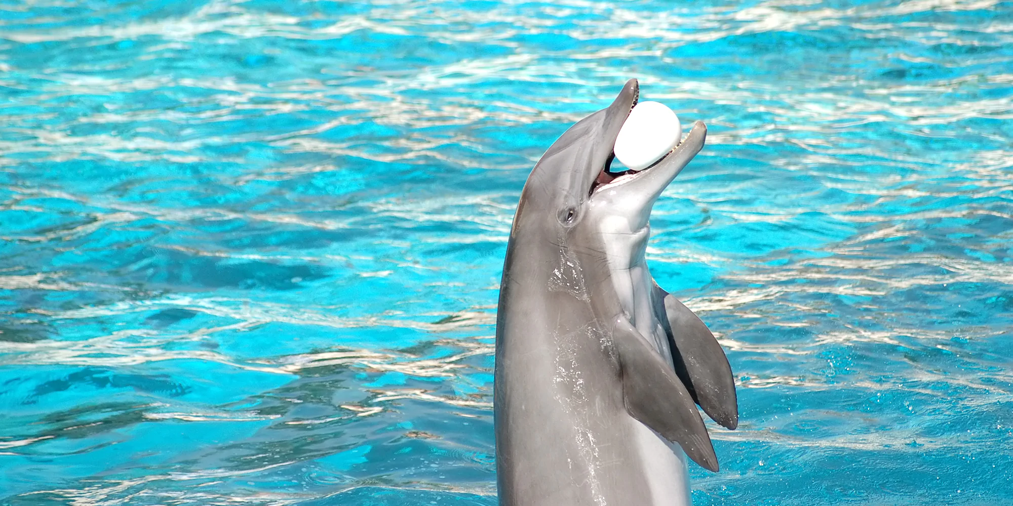  Antalya Dolphin Show