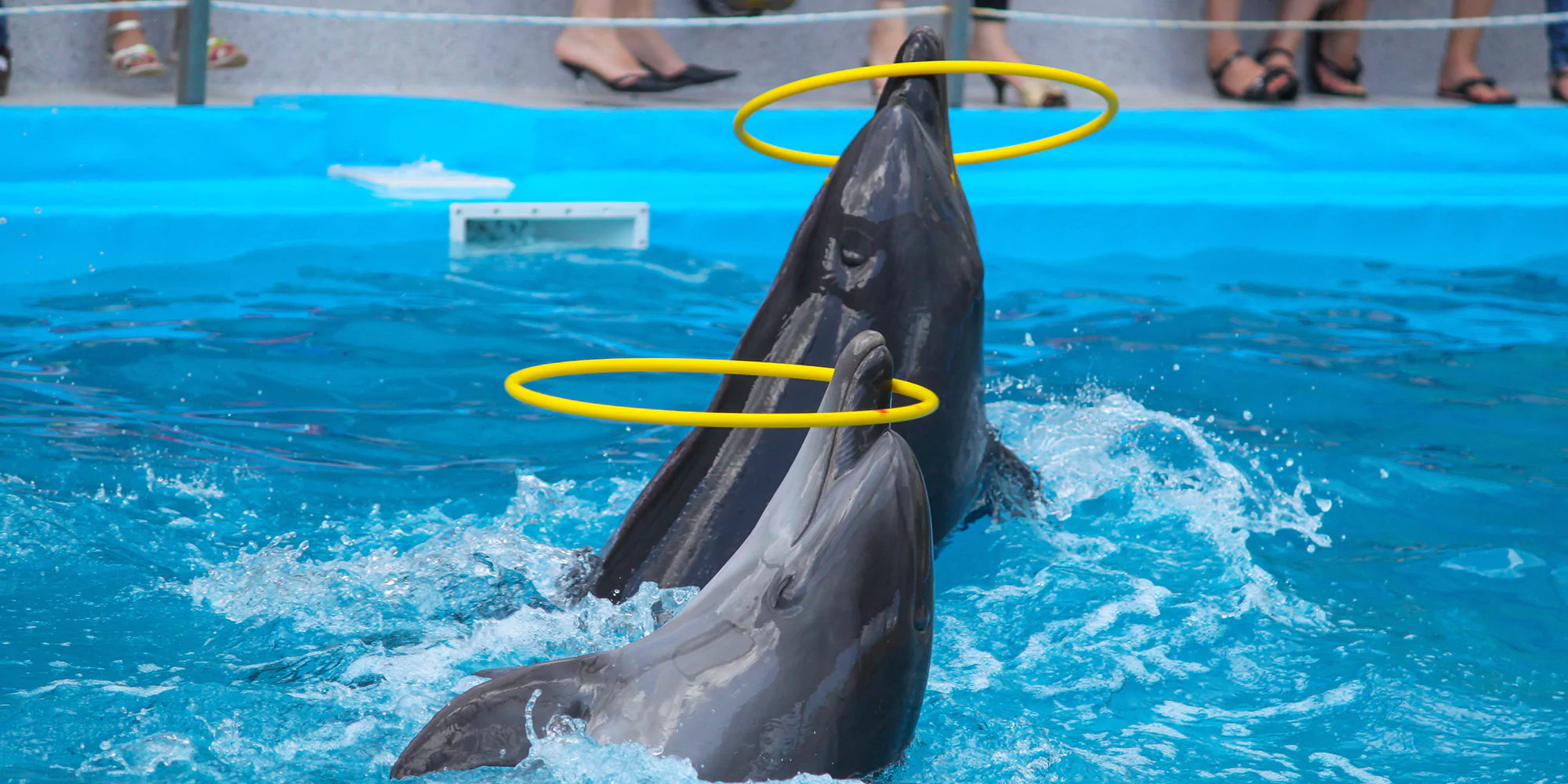  Antalya Dolphin Show